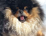 Собаки в Москве: Померанский (Той) шпиц Мальчик, Бесплатно - фото 3