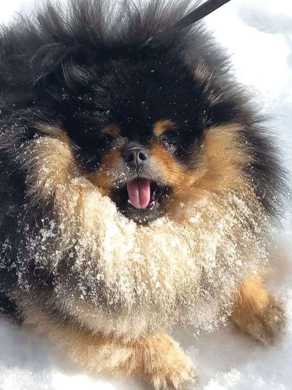 Собаки в Москве: Померанский (Той) шпиц Мальчик, Бесплатно - фото 3
