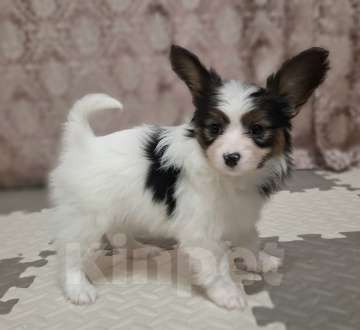 Собаки в Санкт-Петербурге: девочка папийон Девочка, 90 000 руб. - фото 2