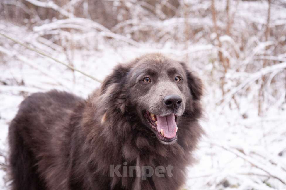 Собаки в Балашихе: Очаровательный Смокки в добрые руки Мальчик, Бесплатно - фото 1
