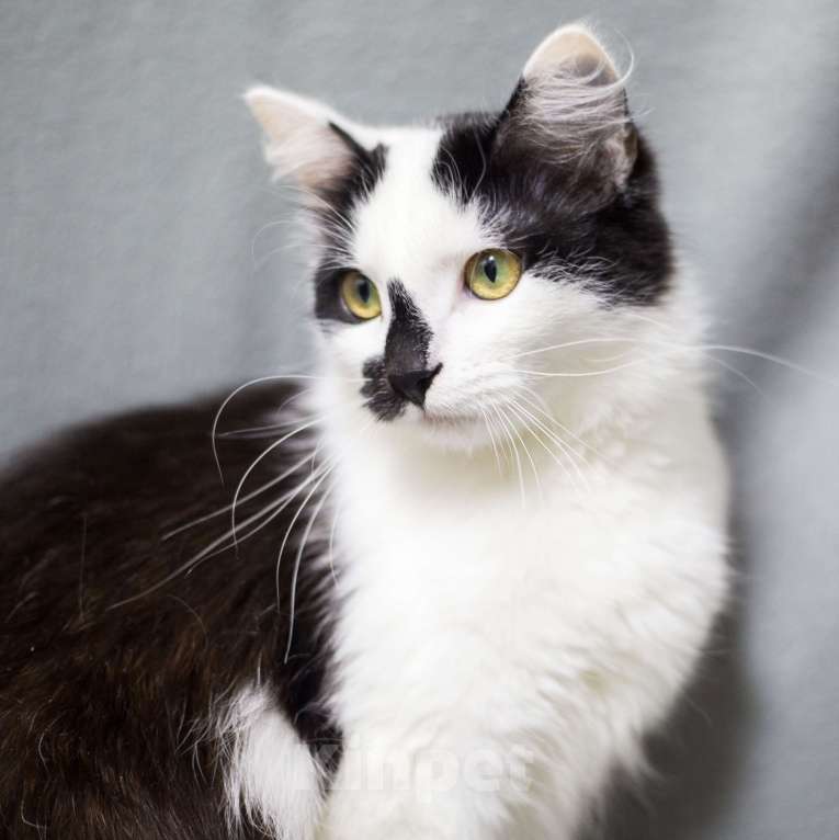 Кошки в Москве: Риана Девочка, Бесплатно - фото 5