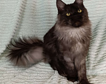 Кошки в Санкт-Петербурге: Мальчик полидакт черный дым Мальчик, 100 000 руб. - фото 5