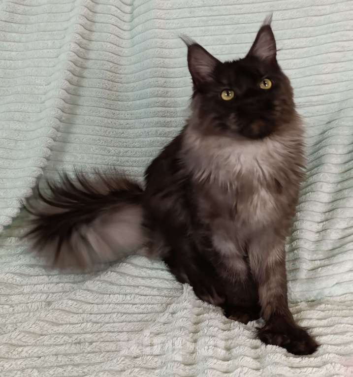 Кошки в Санкт-Петербурге: Мальчик полидакт черный дым Мальчик, 100 000 руб. - фото 5