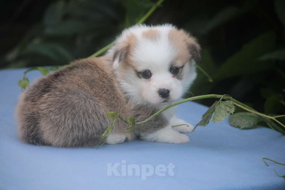 Собаки в других городах Московской области: Гуль-Дара Жемчуг Мальчик, Бесплатно - фото 4