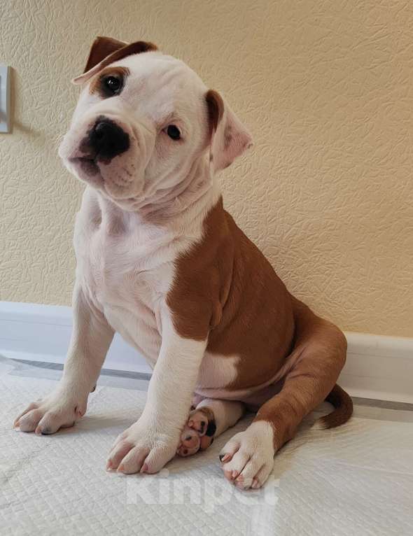 Собаки в Волхове: Щенок амстафф Мальчик, 95 000 руб. - фото 4