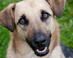 Собаки в Солнечногорске: Восхитительный парень с проникновенным взглядом Мальчик, Бесплатно - фото 1