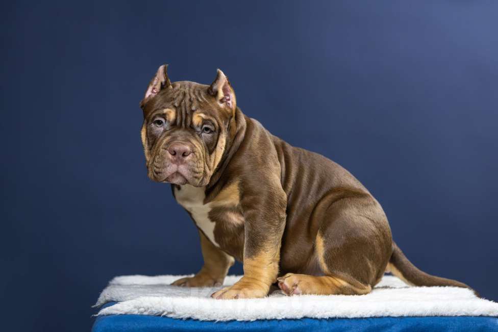 Собаки в Санкт-Петербурге: Щенок Американский булли покет Мальчик, 180 000 руб. - фото 7