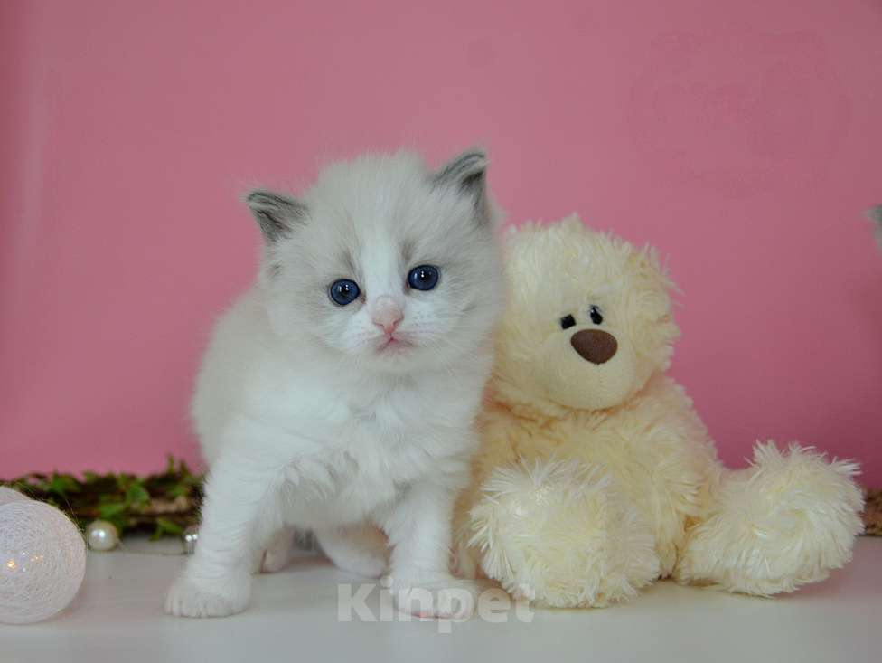 Кошки в других городах Московской области: Котята рэгдолл Mur Mur Land Девочка, 100 000 руб. - фото 3