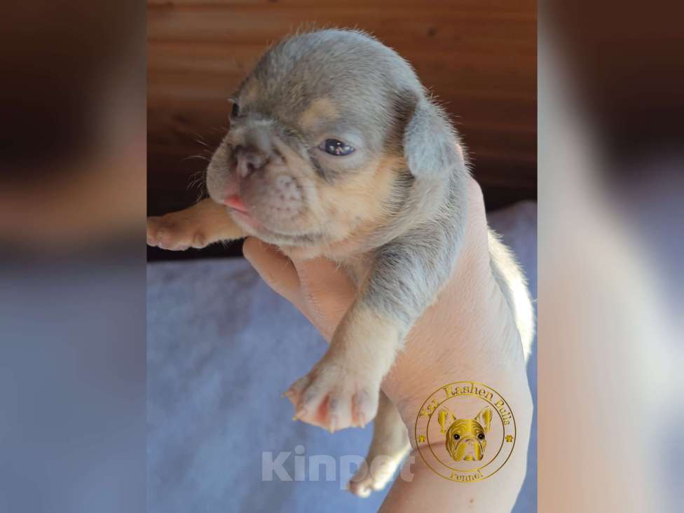 Собаки в других городах Коми: Лиловый прдпал девочка Девочка, Бесплатно - фото 3