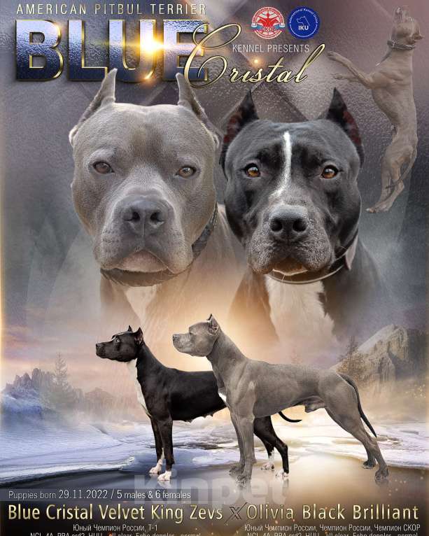 Собаки в Москве: Щенки американского питбуль терьера Мальчик, 70 000 руб. - фото 7