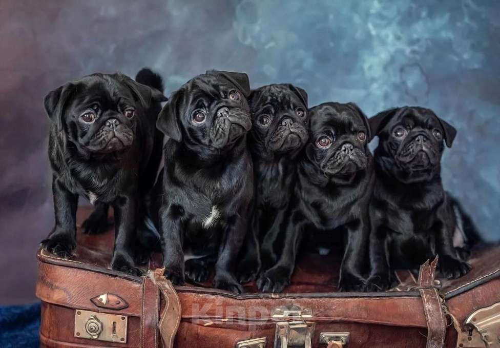 Собаки в Москве: Щенки мопса черного окраса Мальчик, Бесплатно - фото 5