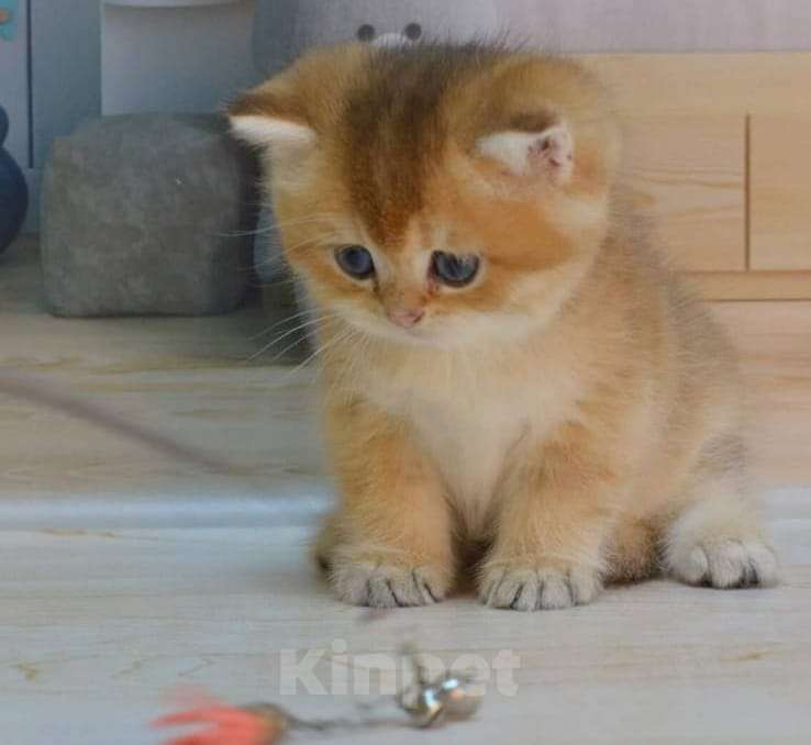 Кошки в Москве: Британские котята Мальчик, 35 000 руб. - фото 3