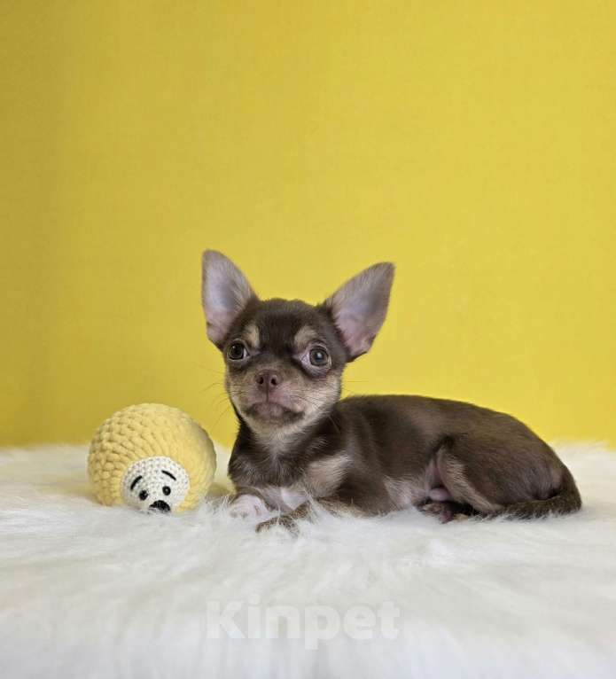 Собаки в Балашихе: Алистер Мальчик, 40 000 руб. - фото 3