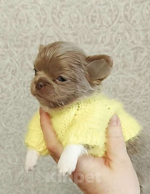 Собаки в Новосибирске: Девочка Чихуахуа Девочка, Бесплатно - фото 3