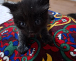 Кошки в Уфе: Котята в добрые руки Разнополые, Бесплатно - фото 1