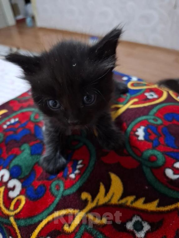 Кошки в Уфе: Котята в добрые руки Разнополые, Бесплатно - фото 1