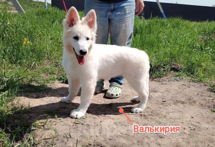 Собаки в Раменском: Щенки БШО Разнополые, 80 000 руб. - фото 4
