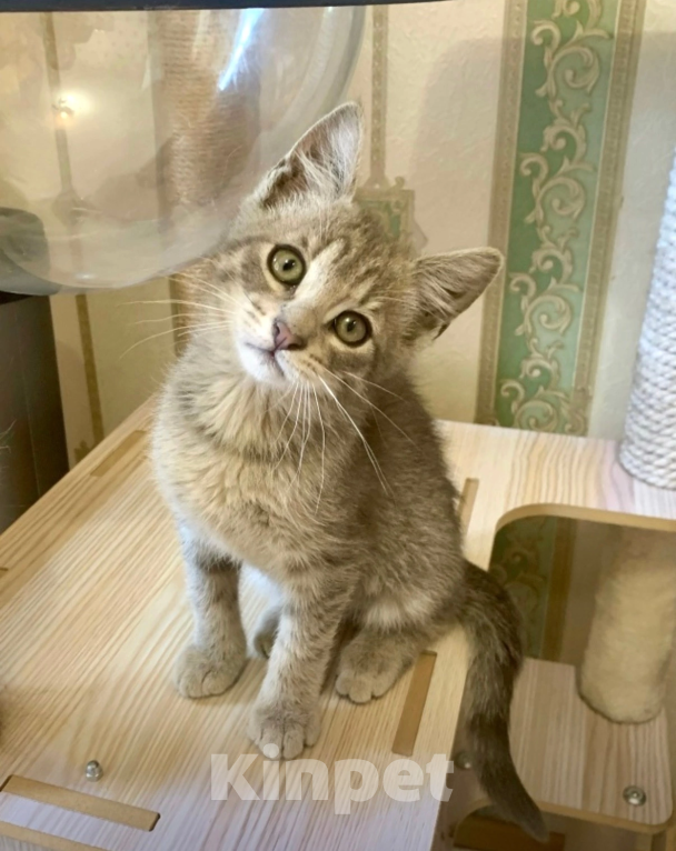 Кошки в Санкт-Петербурге: Кошка мама и её котёнок Девочка, Бесплатно - фото 3