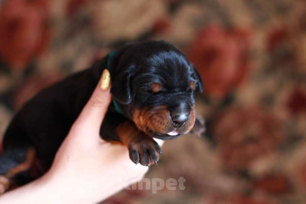 Собаки в Санкт-Петербурге: Щенок добермана в питомнике Версаль Манифик Мальчик, 150 000 руб. - фото 2