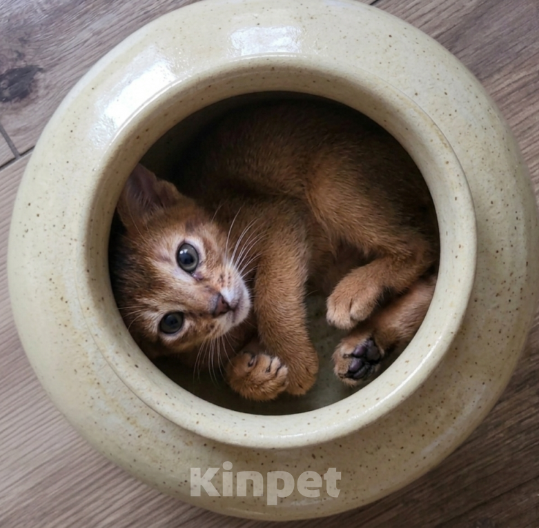 Кошки в Екатеринбурге: Абиссинский котёнок Мальчик, Бесплатно - фото 6
