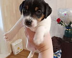 Собаки в Липецке: Щенки Джек-рассел-терьер Девочка, 10 000 руб. - фото 2