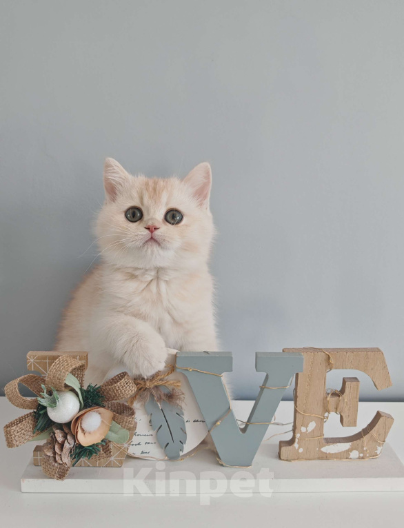 Кошки в Москве: Породистый шотландский котенок Мальчик, 70 000 руб. - фото 1