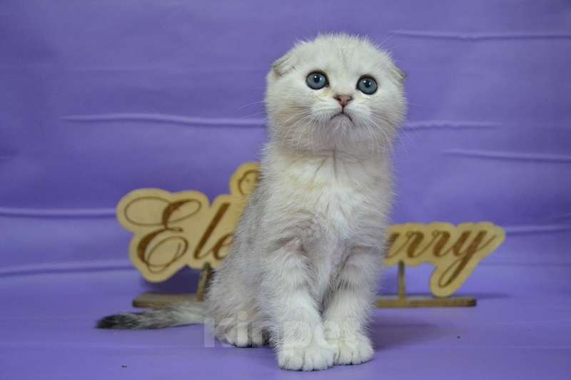 Кошки в Москве: Серебристый мраморный мальчик Мальчик, 60 000 руб. - фото 2