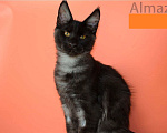 Кошки в Санкт-Петербурге: Котенок мейн-кун черный дым Almaz Diesel Power Мальчик, 80 000 руб. - фото 1