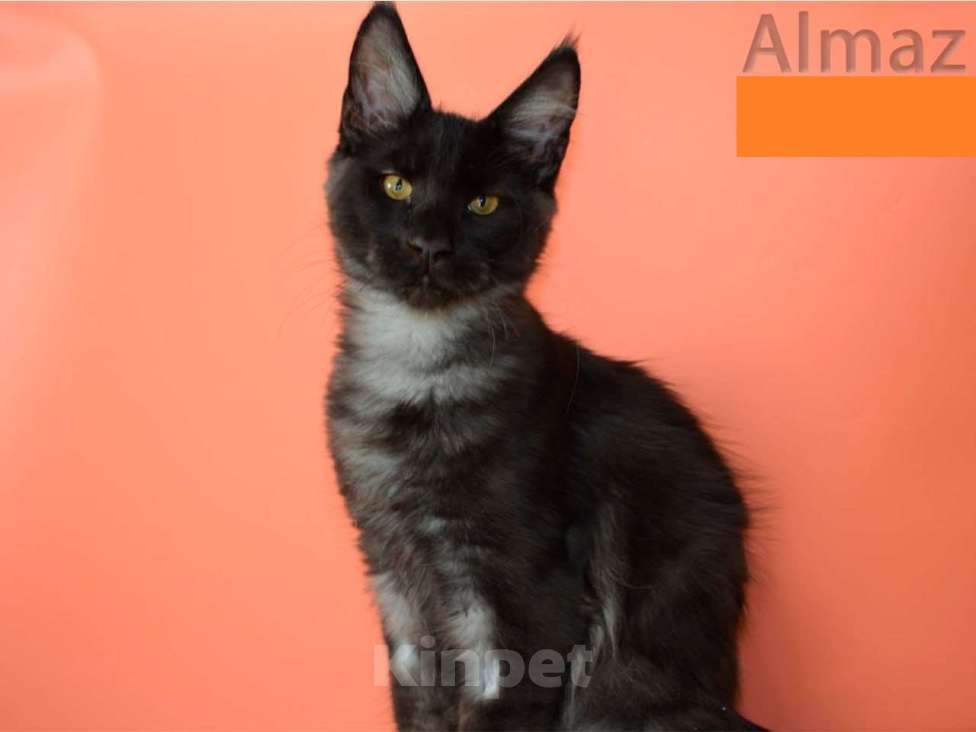 Кошки в Санкт-Петербурге: Котенок мейн-кун черный дым Almaz Diesel Power Мальчик, 80 000 руб. - фото 1