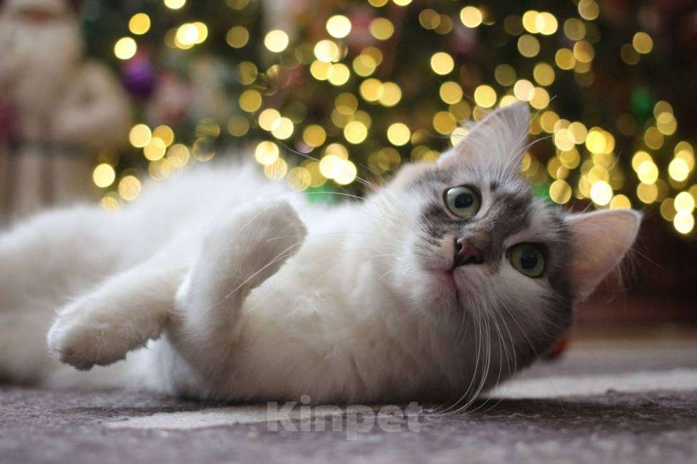 Кошки в Москве: Мика Девочка, Бесплатно - фото 5