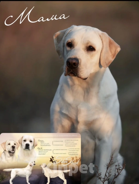 Собаки в Иркутске: ЩЕНКИ ЛАБРАДОРА РЕТРИВЕРА Разнополые, 60 000 руб. - фото 10