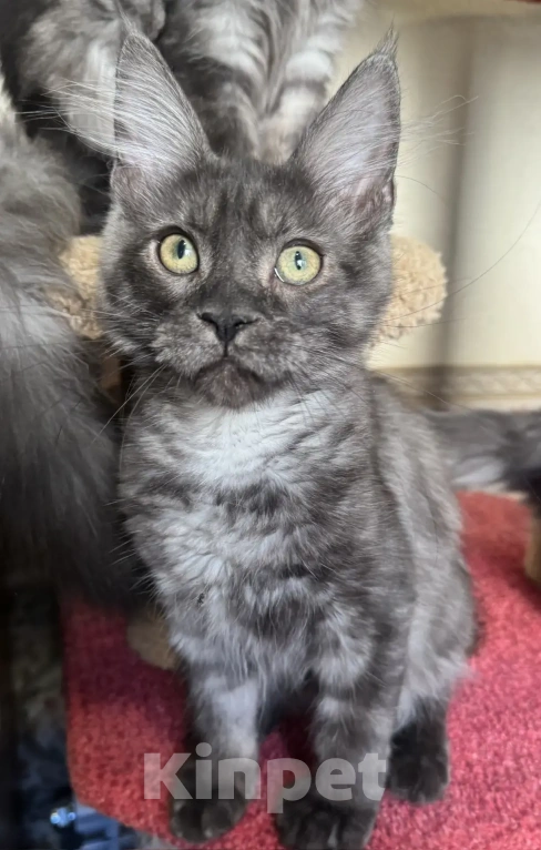 Кошки в Петергофе: Девочки близняшки Девочка, 35 000 руб. - фото 3