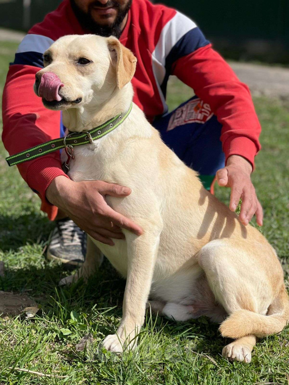 Собаки в Москве: Лабрадор метис в приюте Мальчик, Бесплатно - фото 3