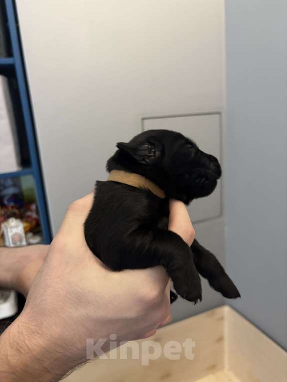 Собаки в Москве: Бронируем щенков прямошерсного ретривера флэт Мальчик, 75 000 руб. - фото 3