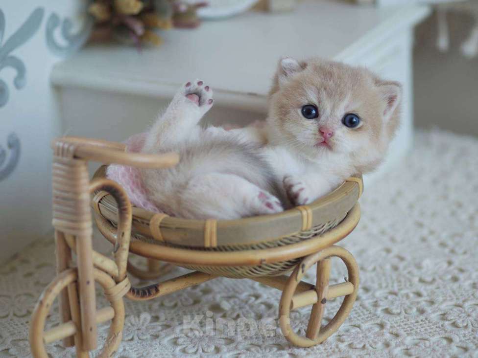 Кошки в Москве: Британский мальчик Финист Мальчик, 150 000 руб. - фото 10