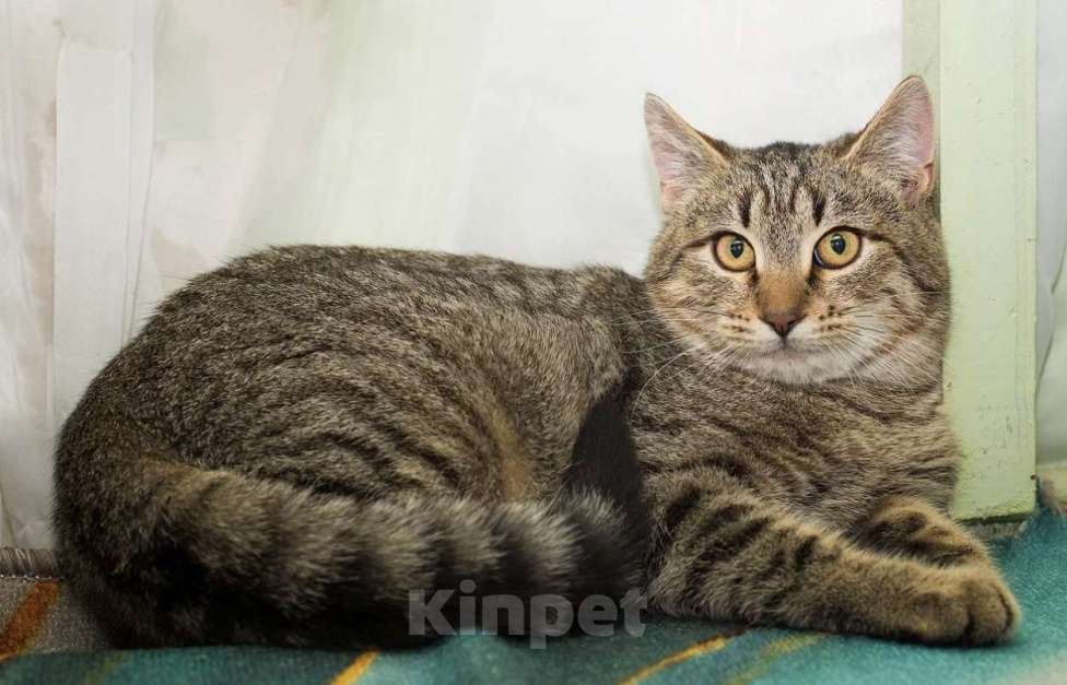 Кошки в Москве: Серега Мальчик, Бесплатно - фото 3