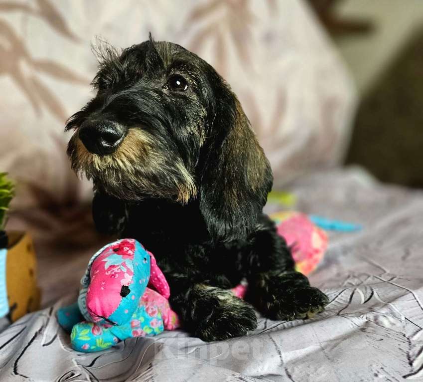 Собаки в других городах Московской области: Щенок жесткошерстной таксы Мальчик, 20 000 руб. - фото 2