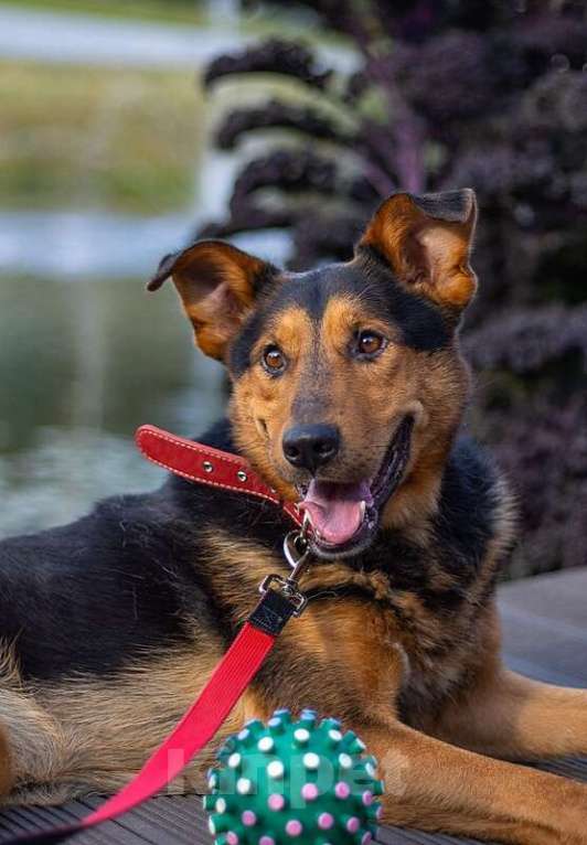 Собаки в Москве: Пёс-компаньон Марс после спасения ищет дом Мальчик, 1 руб. - фото 2