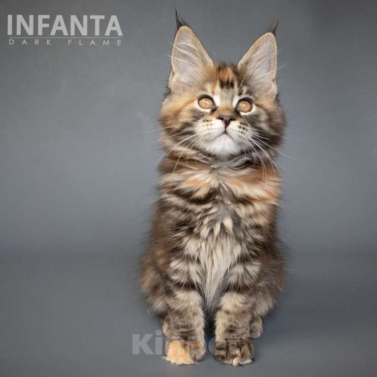 Кошки в других городах Воронежской области: Infanta Dark Flame Девочка, 50 000 руб. - фото 1