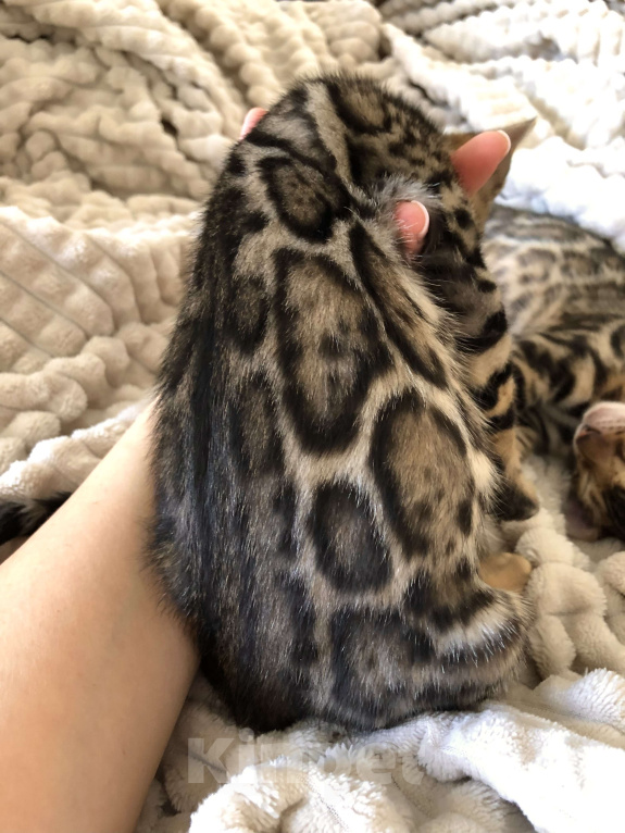 Кошки в Екатеринбурге: Бенгальский котенок Девочка, Бесплатно - фото 4