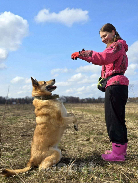 Собаки в Королеве: Любви не случилось… Девочка, Бесплатно - фото 2