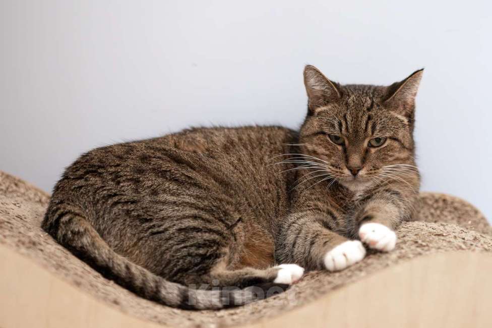 Кошки в Москве: Кошка Ройбуш в добрые руки Девочка, Бесплатно - фото 8