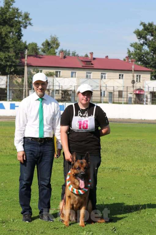 Собаки в Иркутске: Щенки немецкой овчарки в иркутске Девочка, 55 000 руб. - фото 4