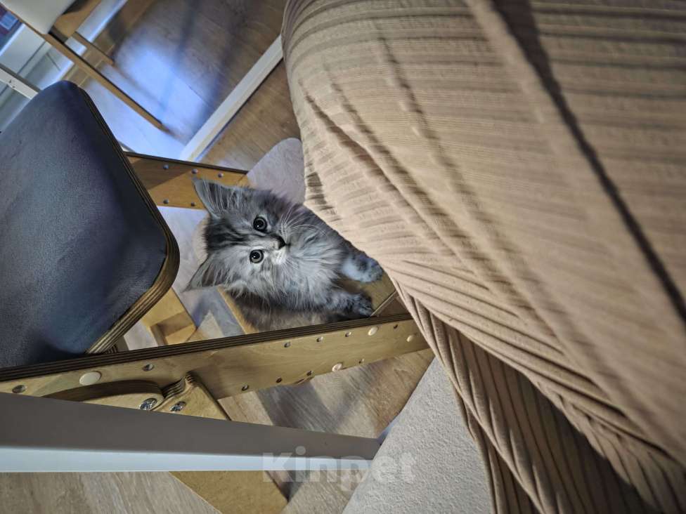 Кошки в Санкт-Петербурге: Котёнок мейн-кун Мальчик, 25 000 руб. - фото 2