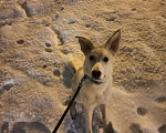 Собаки в Химках: Одам щенка 9 месяцев Мальчик, 1 руб. - фото 3