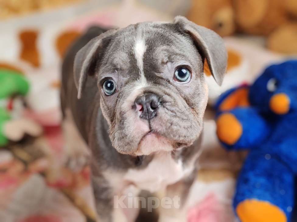 Собаки в Санкт-Петербурге: Шикарный лиловый мальчик Мальчик, 80 000 руб. - фото 5