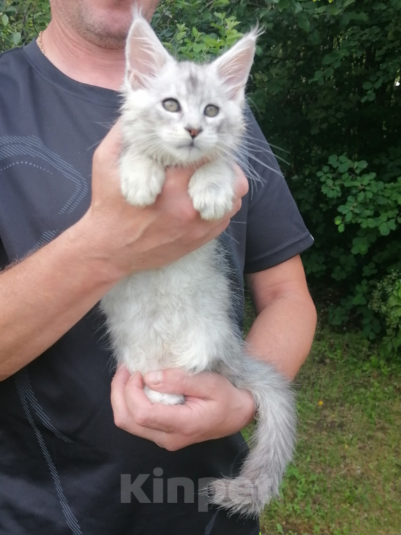 Кошки в других городах Кировской области: Котенок Мейн-кун Девочка, 120 000 руб. - фото 1