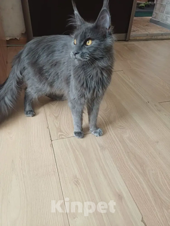 Кошки в Пятигорске: Продам кошечку Девочка, 17 000 руб. - фото 1