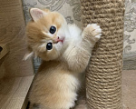 Кошки в Кемерово: Британская золотая шиншилла Мальчик, 30 000 руб. - фото 3