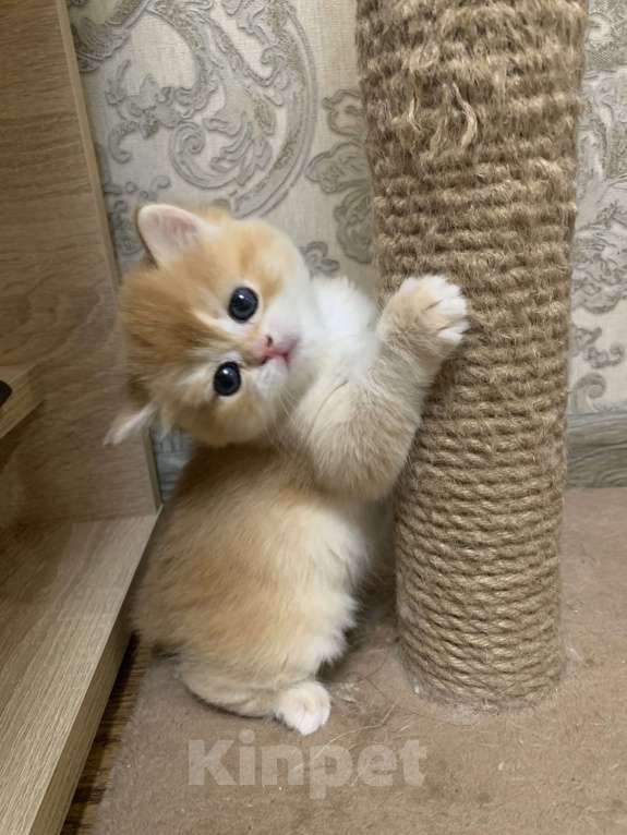 Кошки в Кемерово: Британская золотая шиншилла Мальчик, 30 000 руб. - фото 3